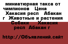 миниатюрная такса от чимпионов › Цена ­ 7 000 - Хакасия респ., Абакан г. Животные и растения » Собаки   . Хакасия респ.,Абакан г.